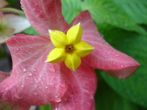 Qualifications. Pink and small yellow flower