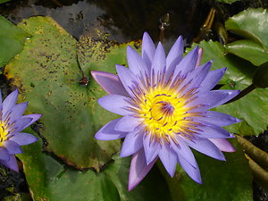About Counselling. Blue lotus